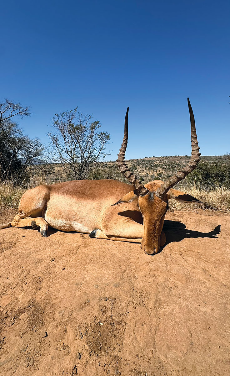 This great impala was by far my favorite story and animal taken. It was not a far shot, but lying in wait for the right shot with the 22 Creedmoor and the stalk in on him was exhilarating.